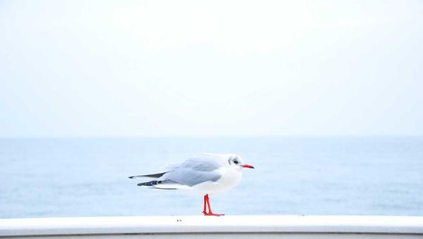 麻将规则大全